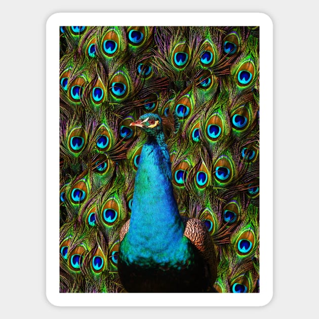 This peacock is watching you! Sticker by BonniePhantasm